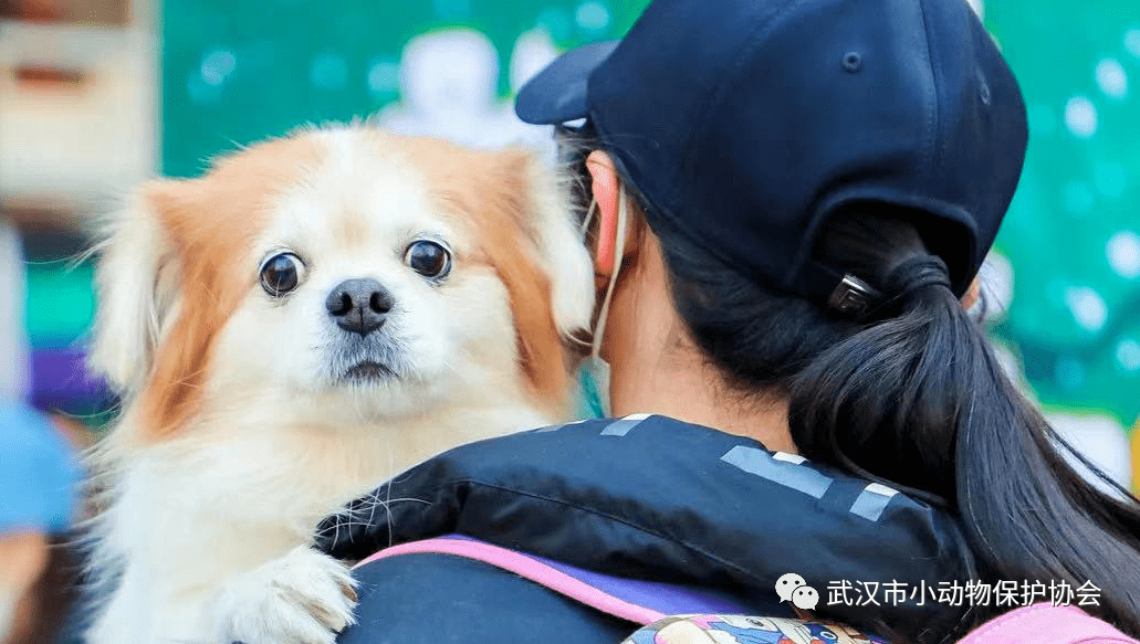 红袖点灯打一最准动物详细解答、详细解答解释落实